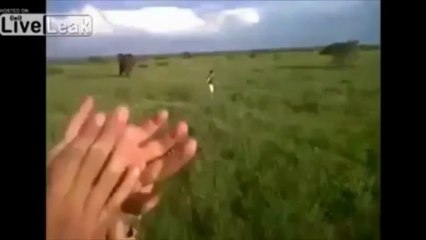 Drunk tourist charges elephant