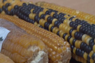 Yiyeceklerle insan vücuduna GDO geçişi olmaz