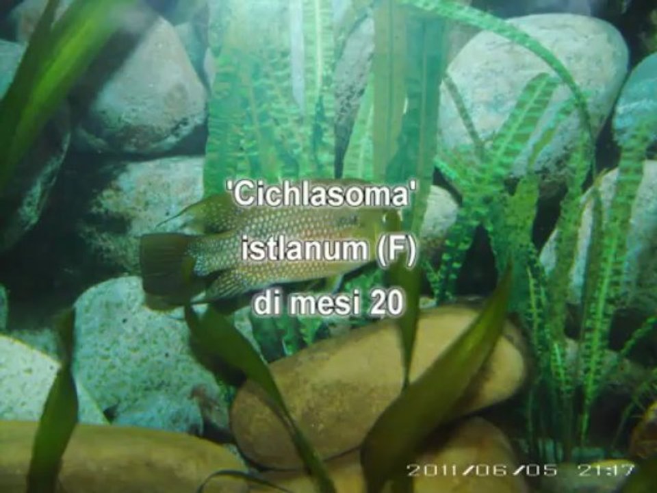 Ciclasoma Istlanum