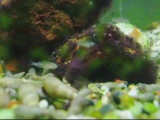 Copadichromis melas (Mara Point)