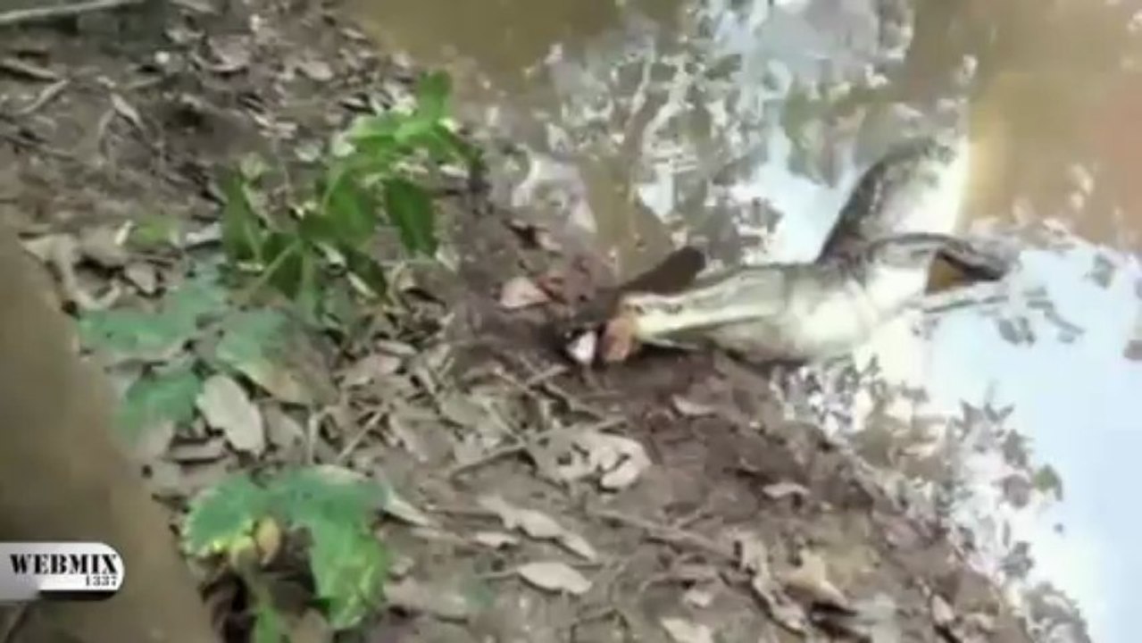 Alligator Vs. Anguille Electrique