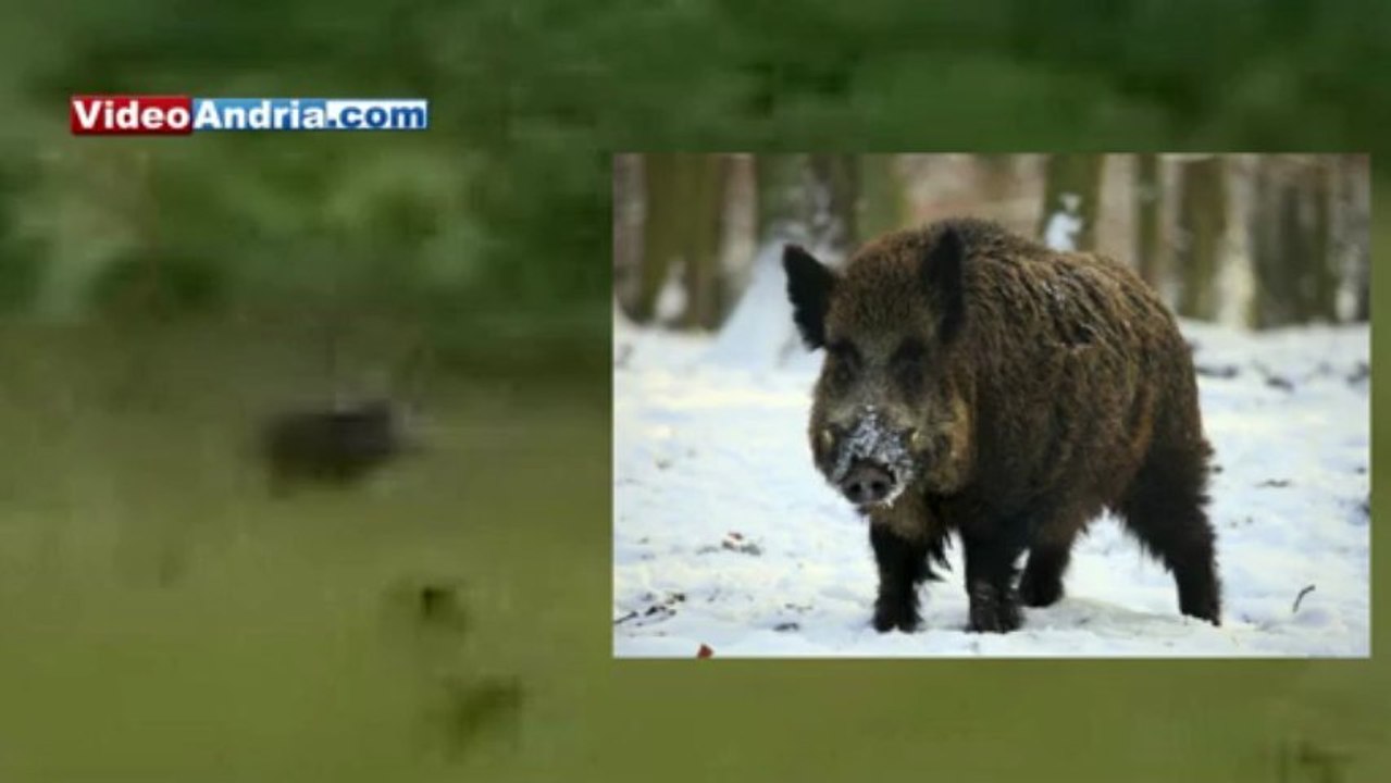 Andria: branco di cinghiali attraversa la strada per Castel del Monte