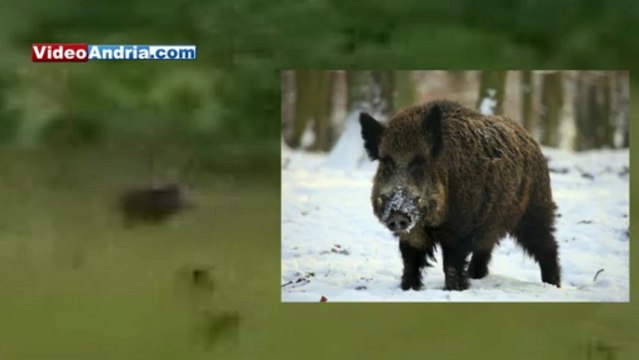Andria: branco di cinghiali attraversa la strada per Castel del Monte