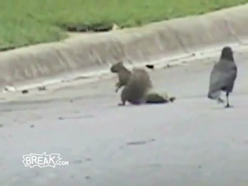 Amazing Squirrel Fights off Crows - Protects Dead Friend s Body (High)