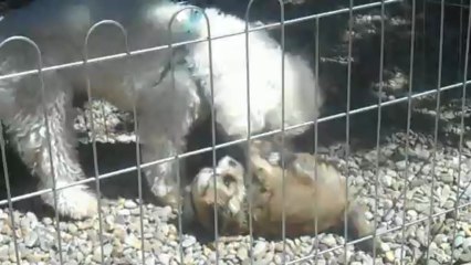 chiots havanais/frisé : cousin/cousine