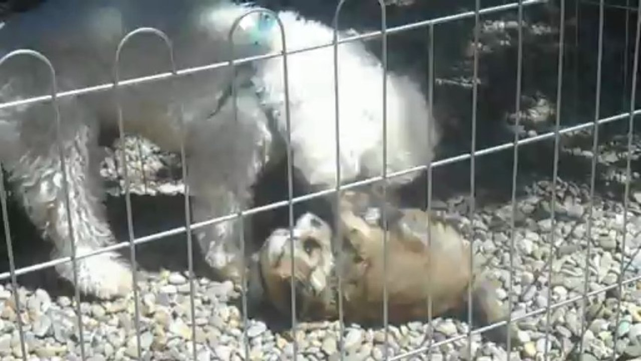 chiots havanais/frisé : cousin/cousine