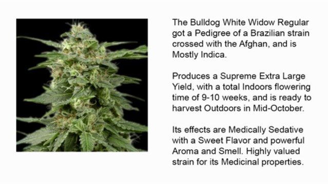 White Widow Regular *Bulldog Seeds*