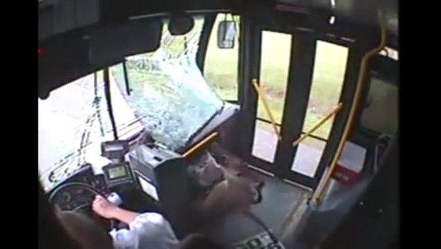 Une biche traverse le pare-brise d'un bus