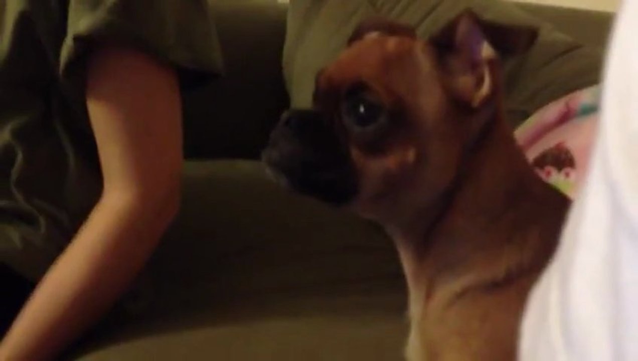 Un chien qui pleure devant Le Roi Lion