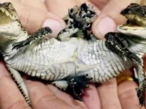 Real mutations in animals and humans genetics