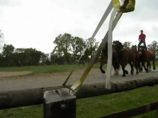 Spectacle de chevaux de trait..
