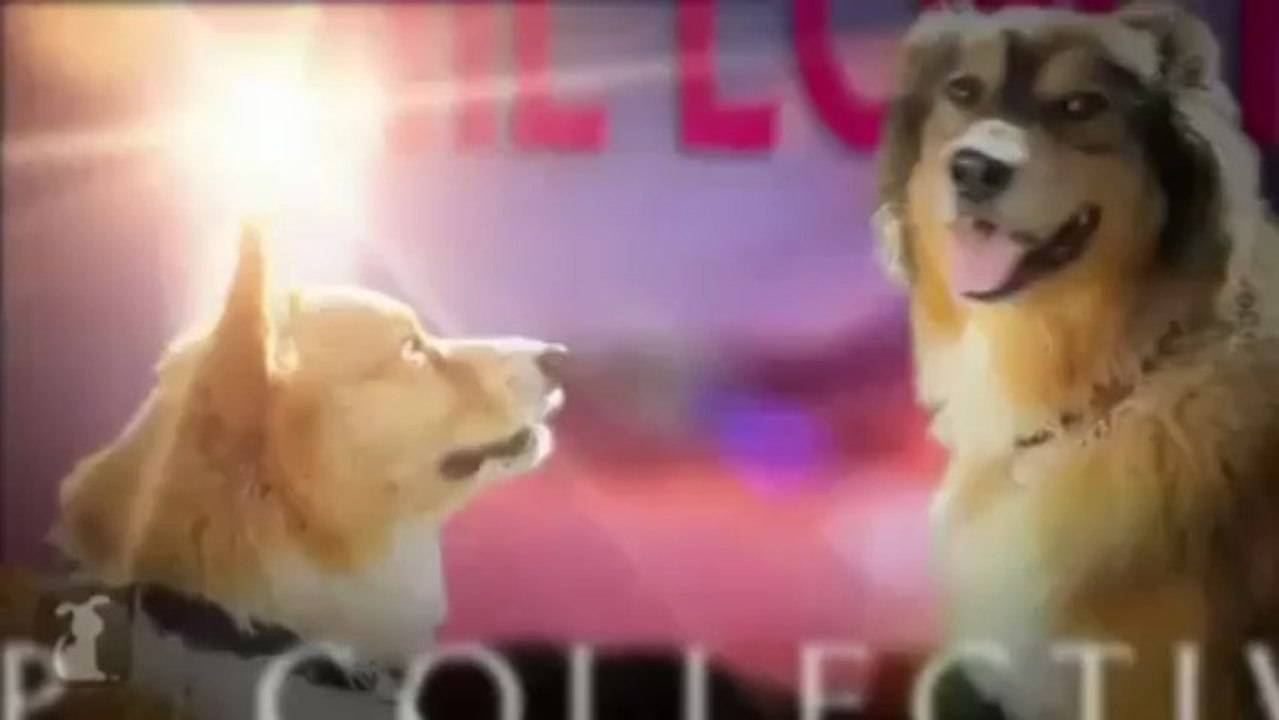 LET´S PLAY CARLY RAD JEPSEN-CALL ME MAYBE-CORGI RAC-PET PARODY