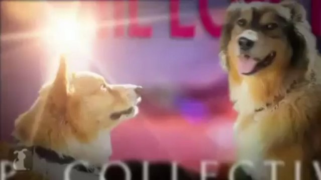 LET´S PLAY CARLY RAD JEPSEN-CALL ME MAYBE-CORGI RAC-PET PARODY