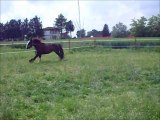 Zeena - Gypsy Vanner Horse Femmina