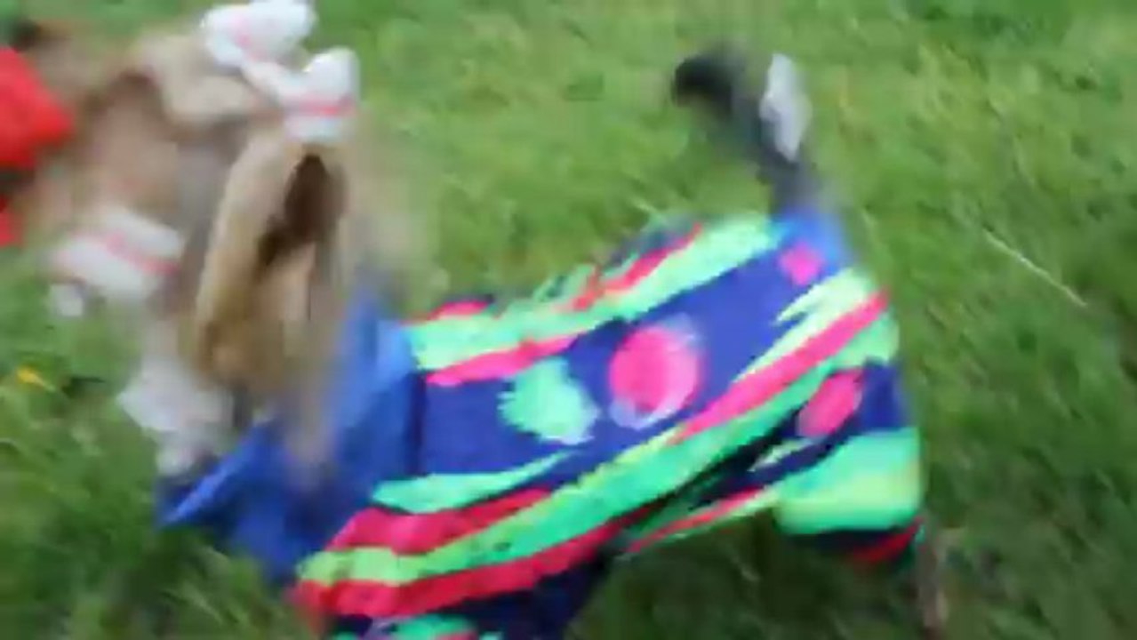 la petite meute