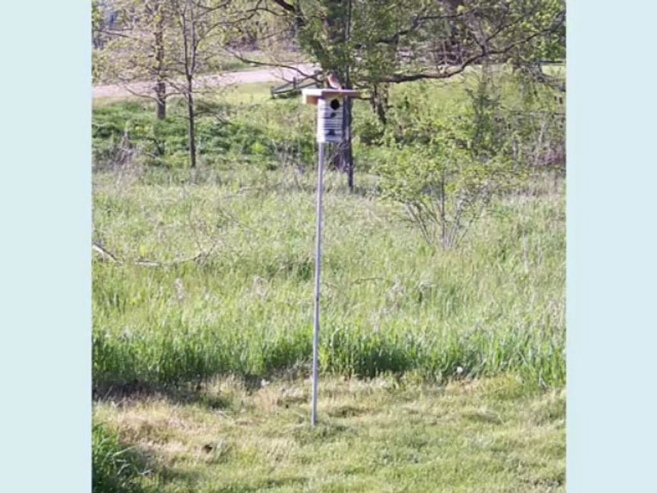 Choosing A Quality Bluebird House