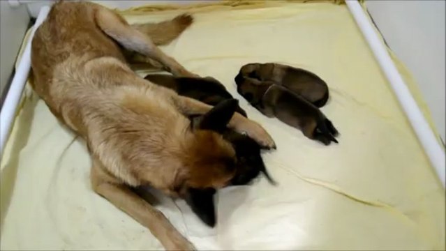 Chiot Berger Malinois âgés de 8 jours - elevage Gaia Vlka