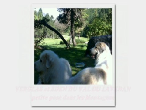 Chien de Montagne des Pyrénées. L'Elevage de la Neige EtoiléeL'histoire (1)