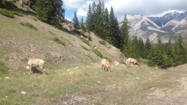 Chèvres des rocheuses Canada