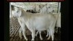 Talassery Goat Farms India