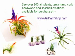 Bulbosa Air Plants - Get the latest Air Plant from AirplantShop