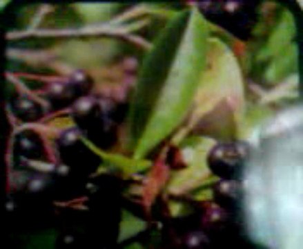 Grenoble voyant Africain Mr Abdel Tel 0687659941 Grenoble