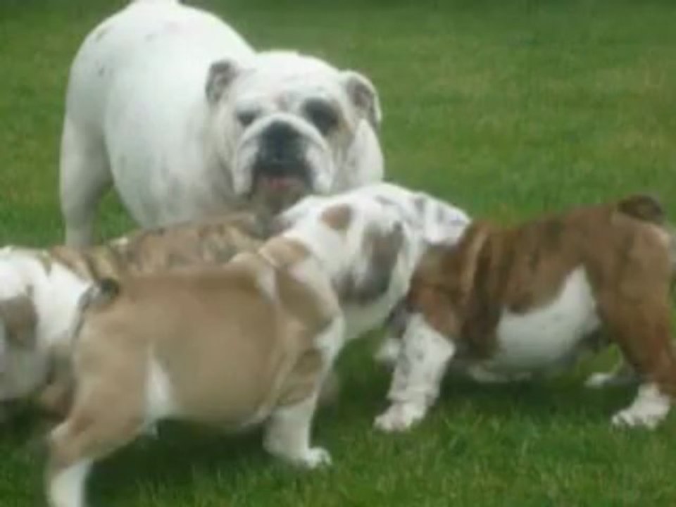 chiots Bulldog Anglais chez les TAN'REI BULLS