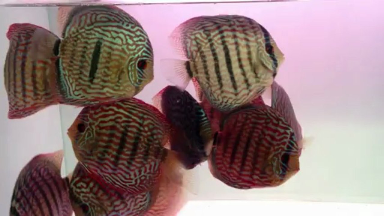 mes nouveaux piwowarski