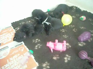 17 mai 2013 (2) : chiots Celtic, 26 jours