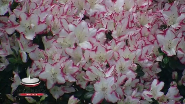 Giornata mondiale delle piante, il Cnr lancia l’allarme: serve investire nell’agricoltura