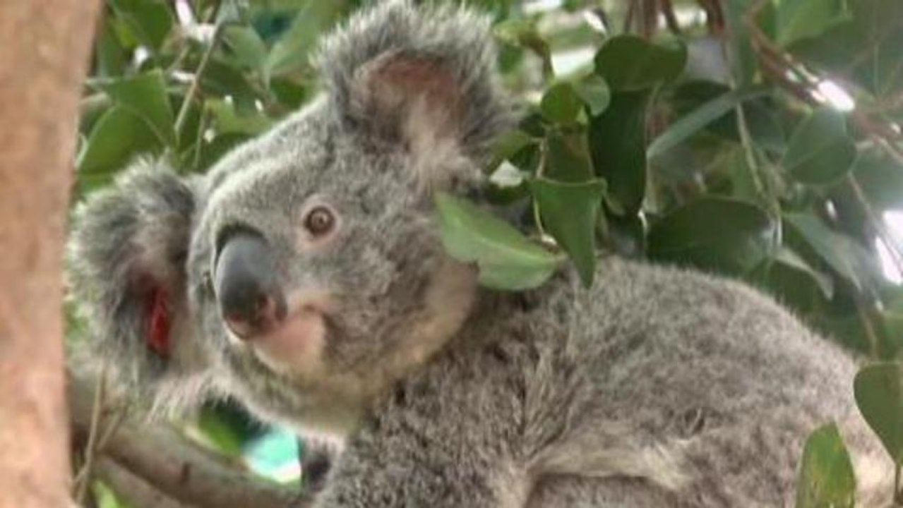 Australian scientists work to save koalas
