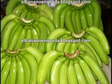 El banano engorda: Cul es la verdad sobre si el banano engorda o no?