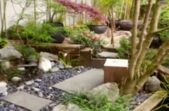 Corotzilla visite le Chimonobambusa (Hellemmes Lille 11 mai 2013)