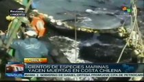 Investigan muerte masiva de animales en Punta de Choros, Chile