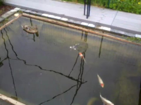 Bassin et nourrissage des carpes et .... de madame Canard !