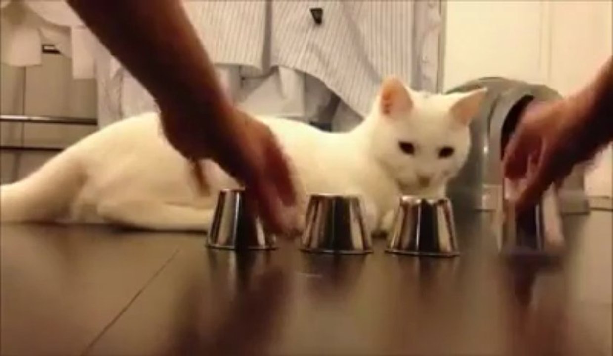Intelligent cat - Must watch