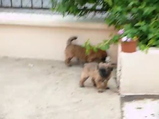 Chiots Floc & bulle 17/05/2013