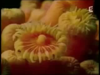 Documentaire Mystères De La Pieuvre