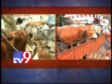 Simhachala Appana cows shifted illegally from Goshala