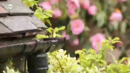 أزهار ديفيد أوستين من إنجلترا | يوروماكس