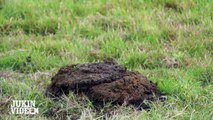 Exploding Cow Pie | Guy Covered in Poop