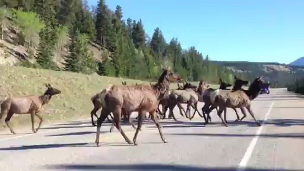 Caribou