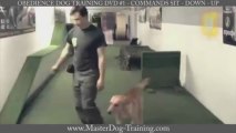 Obedience Dog Training DVD #1 - Commands Sit - Down - Up