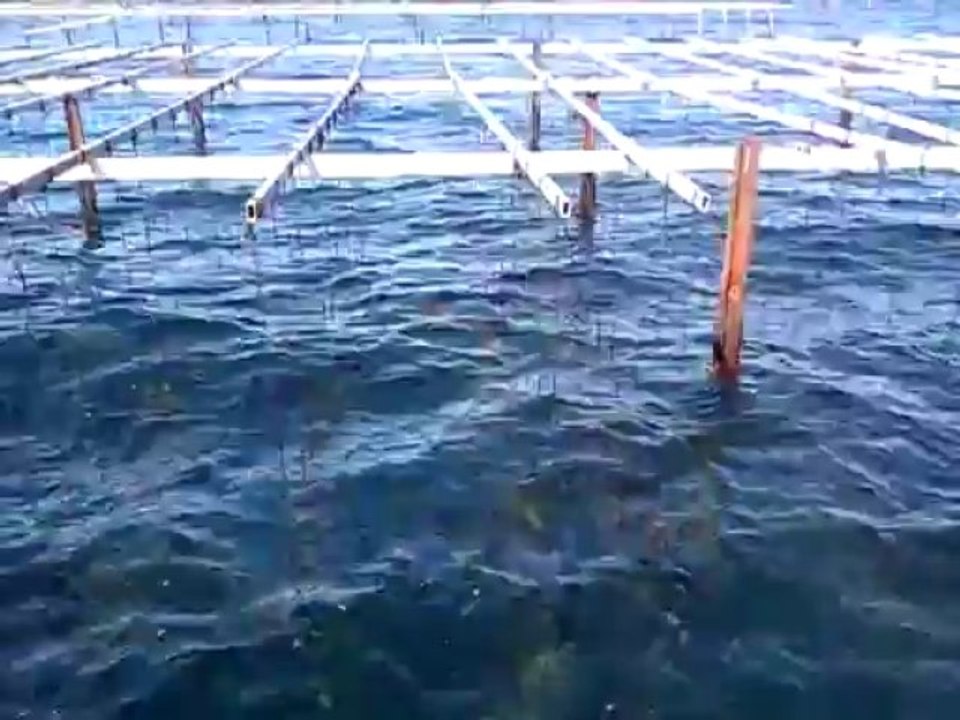 Parcs à huîtres sur l'étang de thau le 17 mai 2013