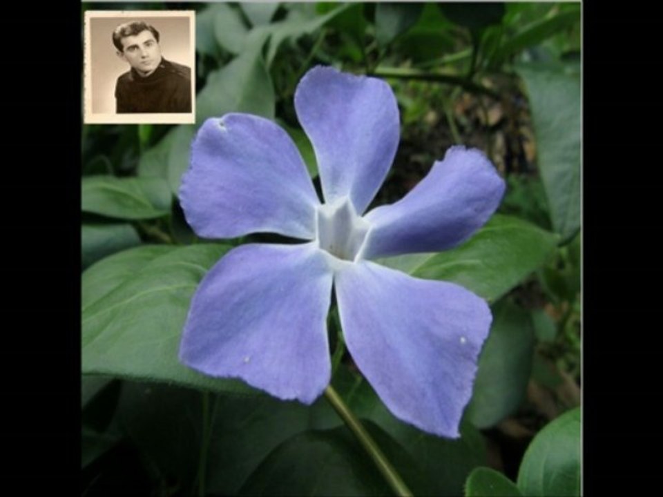 L'amour est un bouquet de violettes