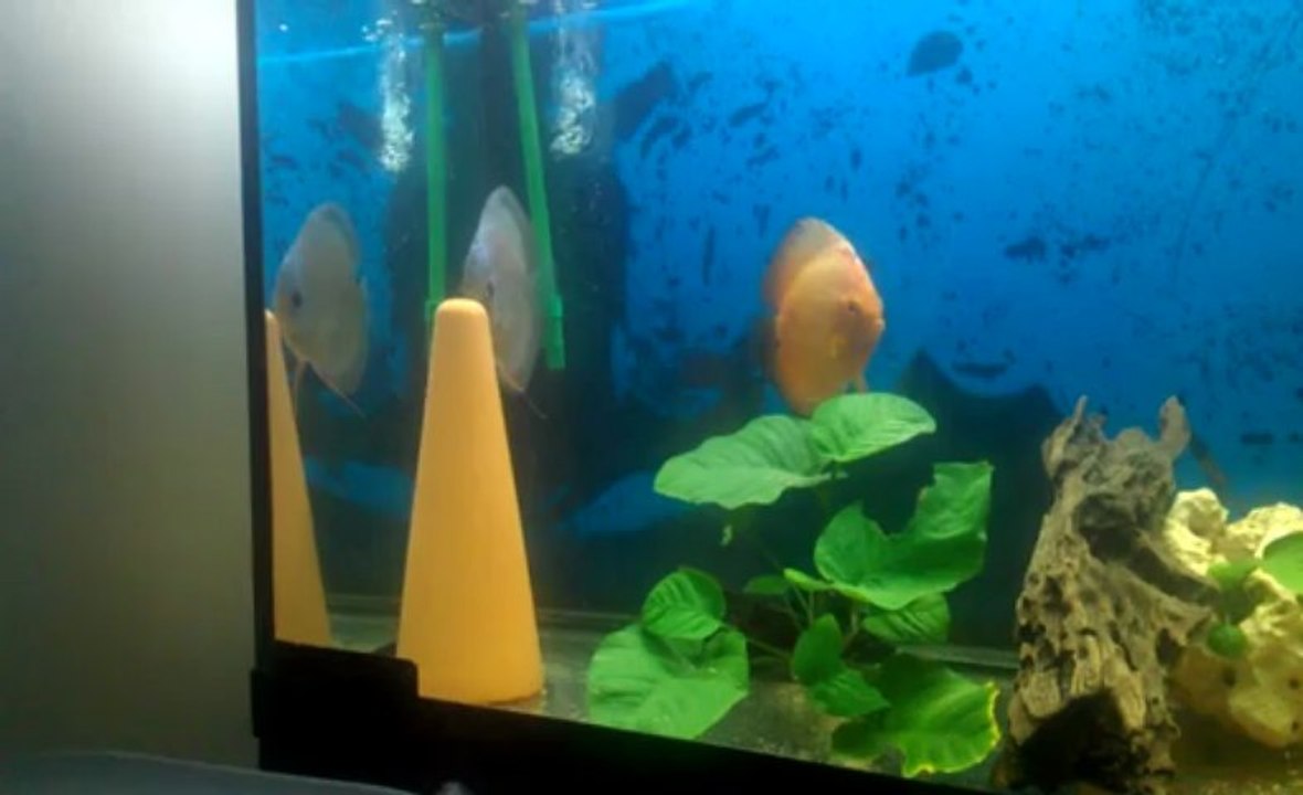 VIDEO0249