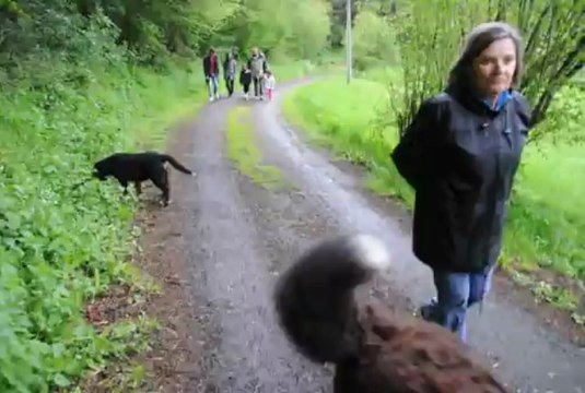 école du chiot par Frédéric ARNAULT, éducateur comportementaliste canin à Clermont et St Dier depuis 2003