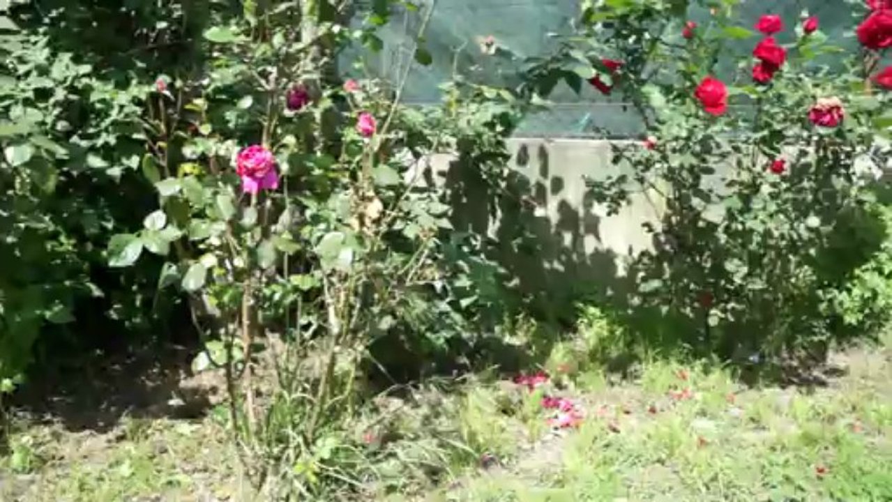 18 Mai 2013  Phalènes, Ermès et Oxa