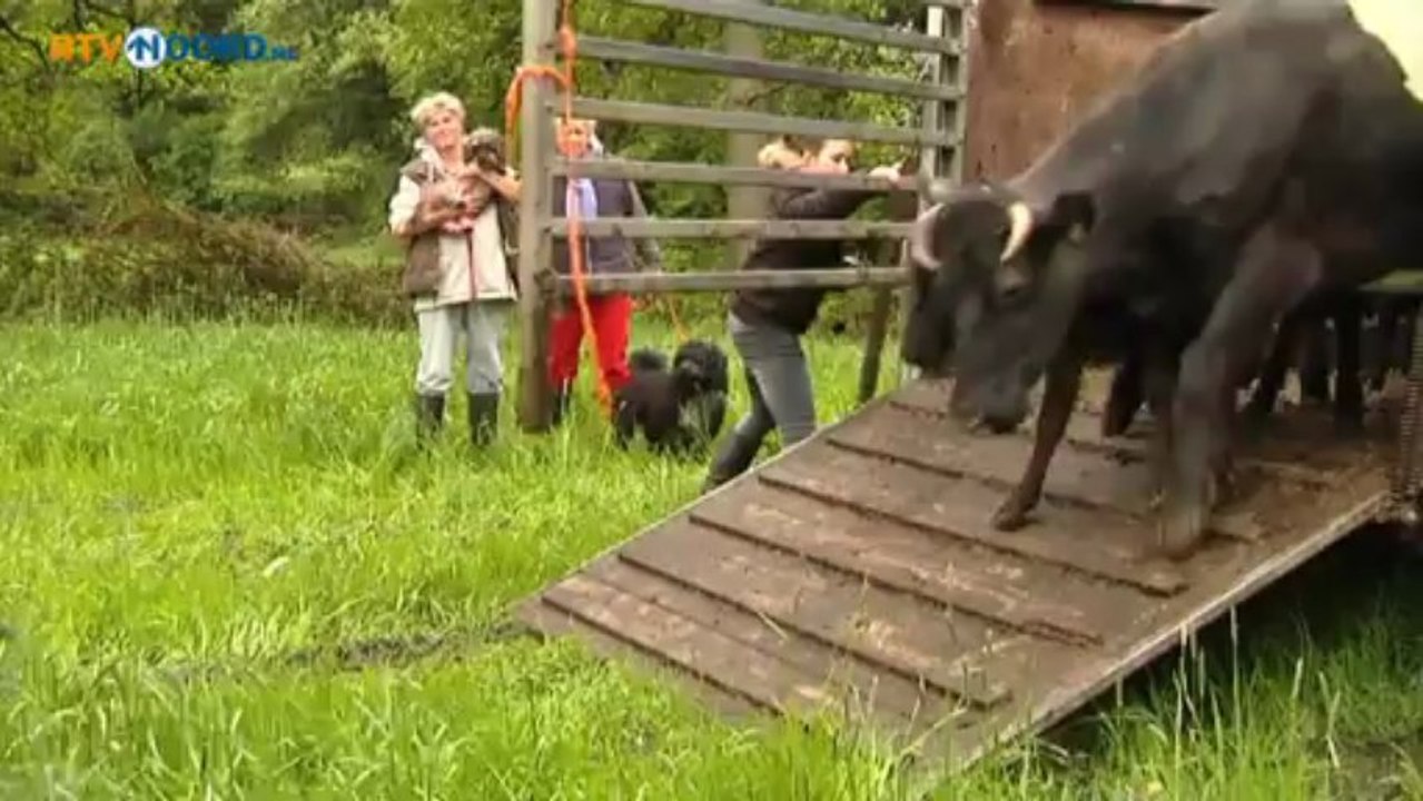 Boer krijgt lease-weiland via oproep RTV Noord - RTV Noord