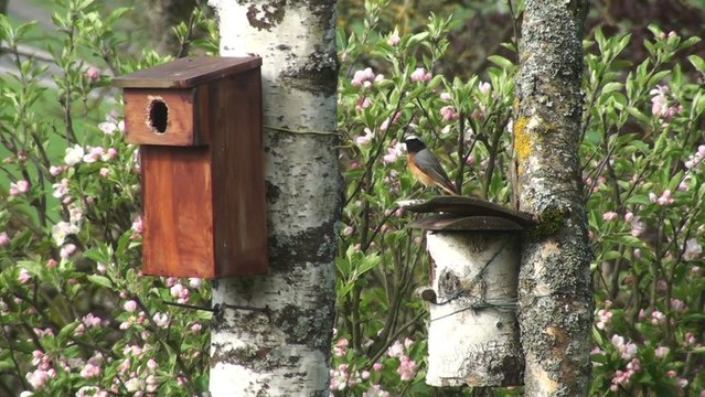 Le nichoir des rouges-queues